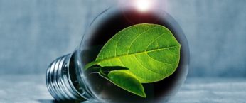 ampoule avec plante verte